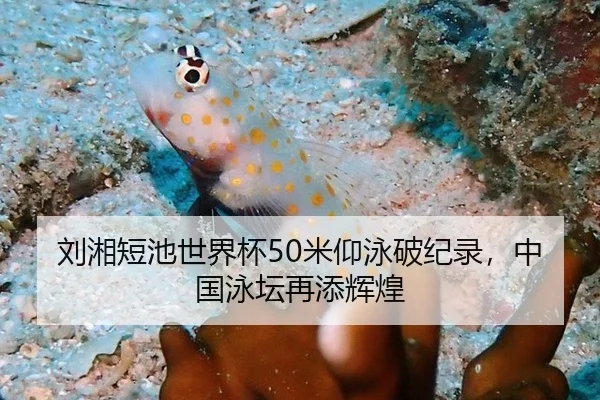 刘湘短池世界杯50米仰泳破纪录，中国泳坛再添辉煌